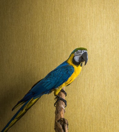 Casamance Acoara Champagne tapéta - Paisley Home