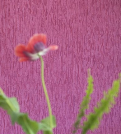 Designers Guild Sashiko Fuchsia tapéta - Paisley Home