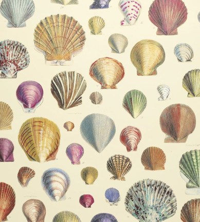 Designers Guild Captain Thomas Browns Shells Sepia tapéta