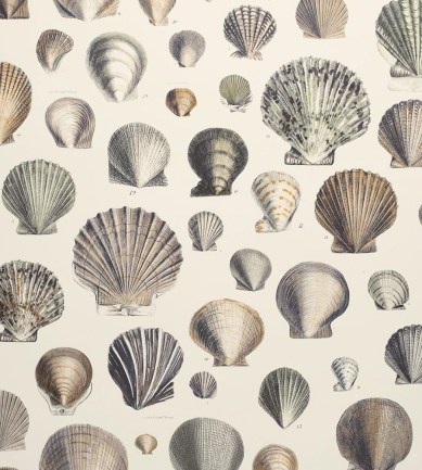 Designers Guild Captain Thomas Browns Shells Oyster tapéta