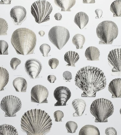 Designers Guild Captain Thomas Browns Shells Pearl tapéta