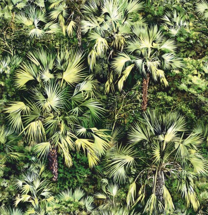 Pierre Frey FP436002 Vue d-en haut Vert luxus tapéta