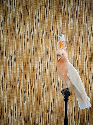 Paisley Home - Pierre Frey luxus tapéták teljes választéka