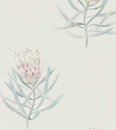 Sanderson Protea Flower Porcelain / Blush tapéta - Paisley Home